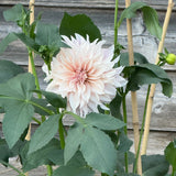 'Cafe au Lait' | Dahlia Tuber | Shipping March - April 2026