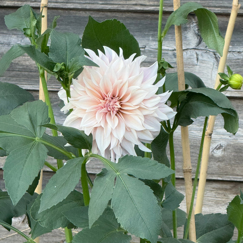 'Cafe au Lait' | Dahlia Tuber | Shipping March - April 2026