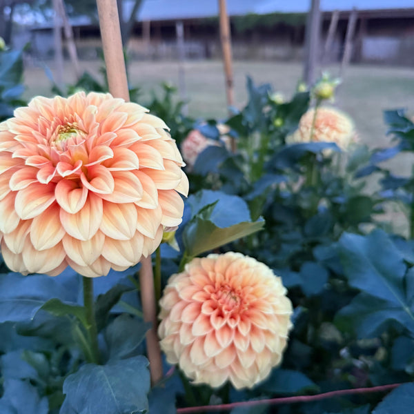'Bracken Palomino' | Rooted Cutting | Shipping March - April 2026