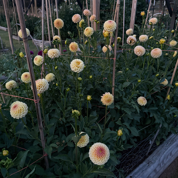 'KA's® Honeycomb' | Rooted Cutting | Shipping March - April 2026