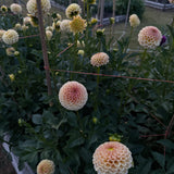 'KA's® Honeycomb' | Rooted Cutting | Shipping March - April 2026