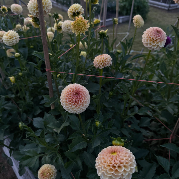 'KA's® Honeycomb' | Rooted Cutting | Shipping March - April 2026