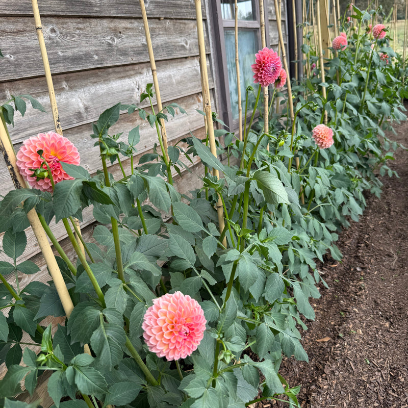 'Linda's Baby' | Dahlia Tuber | Shipping March - April 2026