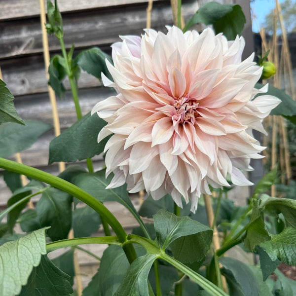 'Cafe au Lait' | Dahlia Tuber | Shipping March - April 2026