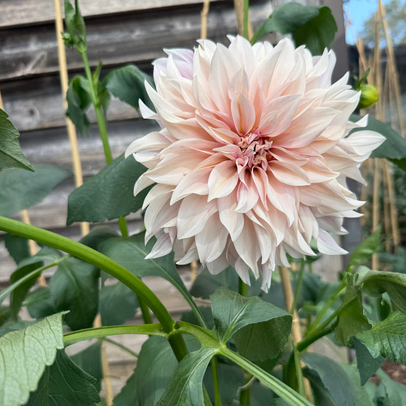 'Cafe au Lait' | Dahlia Tuber | Shipping March - April 2026