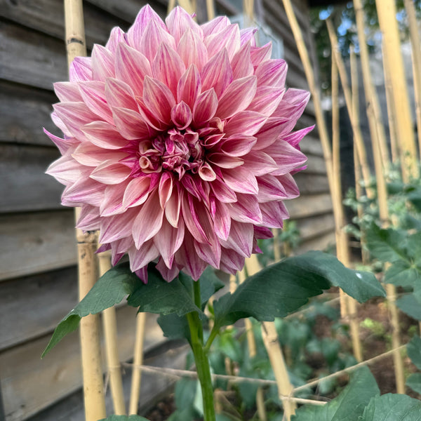 'Cafe au Lait Royal' | Dahlia Tuber | Shipping March - April 2026
