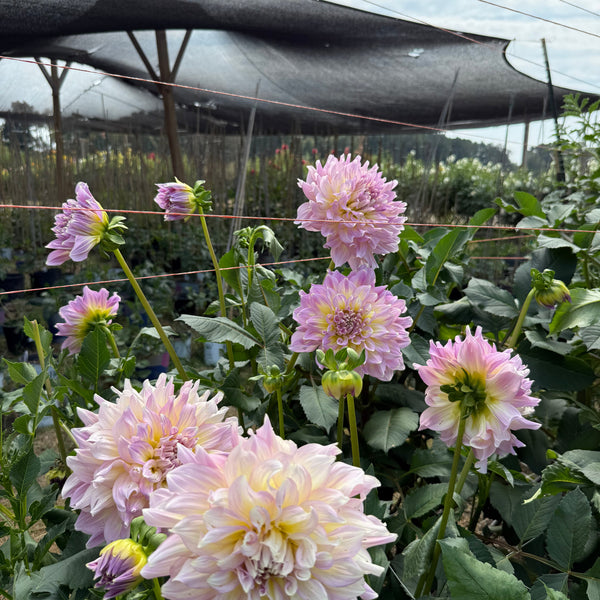 'Strawberry Ice' | Rooted Cutting | Shipping March - April 2026