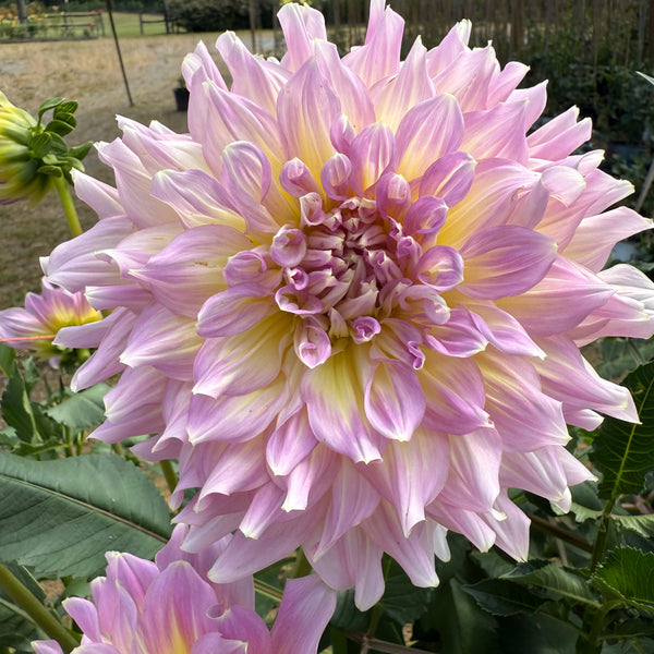 'Strawberry Ice' | Rooted Cutting | Shipping March - April 2026