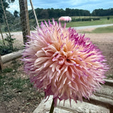 'Pinelands Princess' | Rooted Cutting | Shipping March - April 2026 - Stone Hollow Farmstead