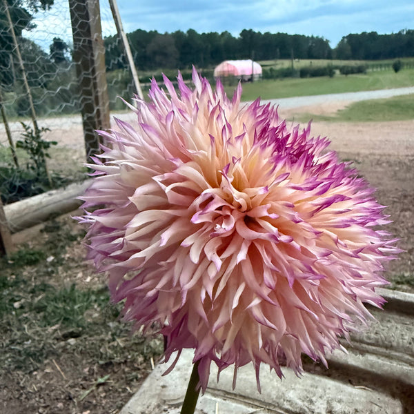 'Pinelands Princess' | Rooted Cutting | Shipping March - April 2026