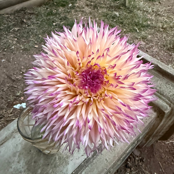 'Pinelands Princess' | Rooted Cutting | Shipping March - April 2026