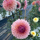 'Sweet Sanne' | Dahlia Tuber | Shipping March - April 2026 - Stone Hollow Farmstead