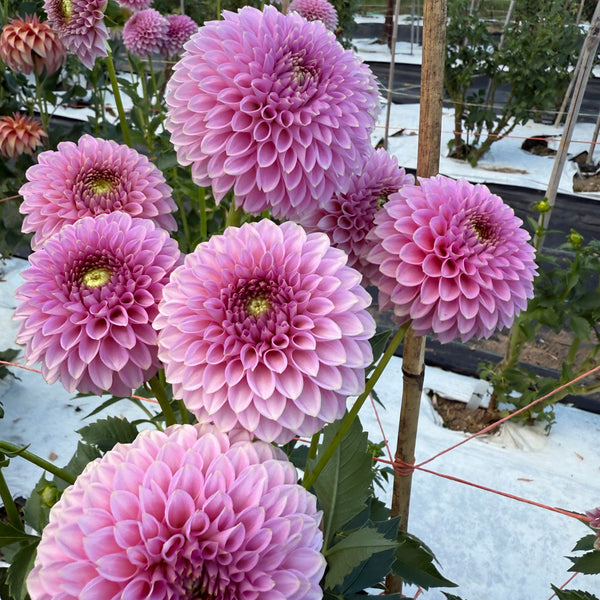 'Bloomquist Pink Parfait' | Rooted Cutting | Shipping March - April 2026