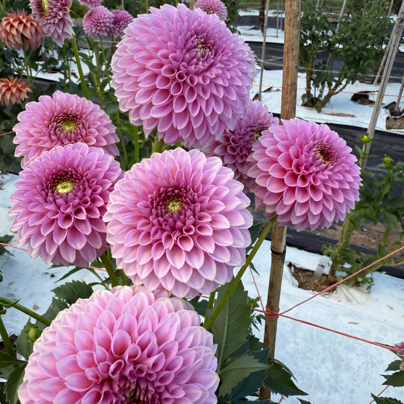 'Bloomquist Pink Parfait' | Dahlia Tuber | Shipping March - April 2026