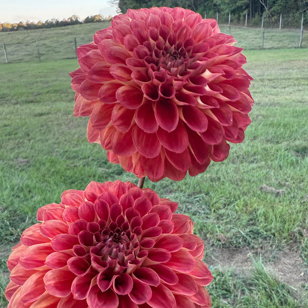 'Gitts Crazy' | Dahlia Tuber | Shipping March - April 2026