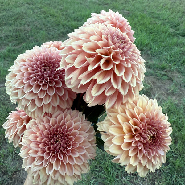 'KA's® Apricot Jam' | Rooted Cutting | Shipping March - April 2026