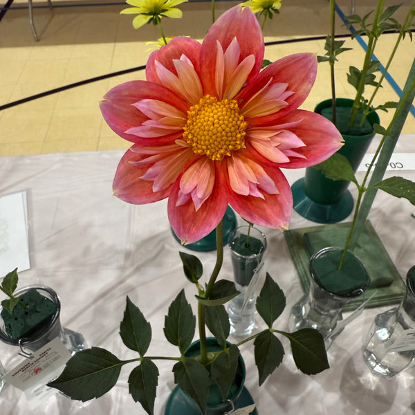 'Bloomquist Simple' | Rooted Cutting | Shipping March - April 2026