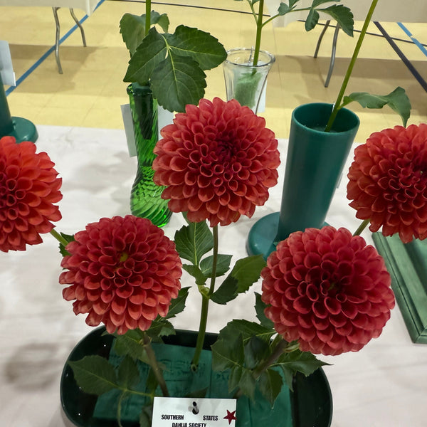 'Valley Rust Bucket' | Dahlia Tuber | Shipping March - April 2026 - Stone Hollow Farmstead