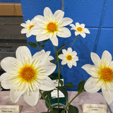 'Alpen Cherub' | Dahlia Tuber | Shipping March - April 2026
