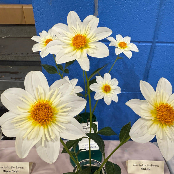 'Alpen Cherub' | Dahlia Tuber | Shipping March - April 2026
