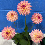 'Valley Porcupine' | Dahlia Tuber | Shipping March - April 2026