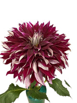 'My Hero' | Rooted Cutting | Shipping March - April 2026