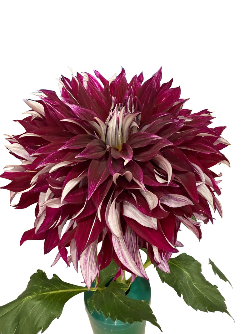 'My Hero' | Rooted Cutting | Shipping March - April 2026