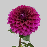 'Formby Kaitlin' | Rooted Cutting | Shipping March - May 2026