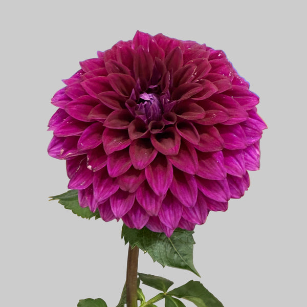 'Formby Kaitlin' | Rooted Cutting | Shipping March - April 2026