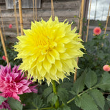 'Louis White' | Rooted Cutting | Shipping March - April 2026 - Stone Hollow Farmstead