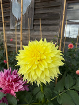 'Inland Dynasty' | Rooted Cutting | Shipping March - April 2026 - Stone Hollow Farmstead