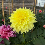 'Louis White' | Rooted Cutting | Shipping March - April 2026 - Stone Hollow Farmstead