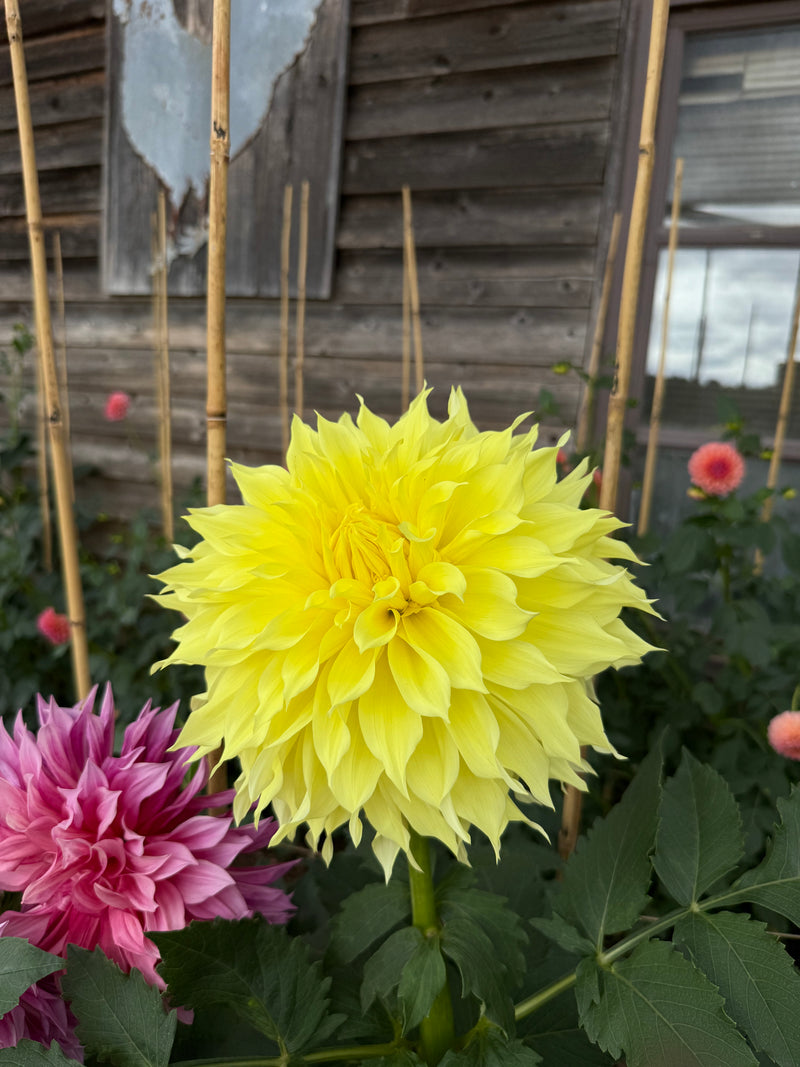 'Inland Dynasty' | Rooted Cutting | Shipping March - April 2026 - Stone Hollow Farmstead