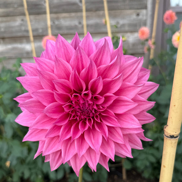 'Bargaly Blush' | Rooted Cutting | Shipping March - April 2026