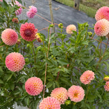 '20th Ave Softer Peach' | Rooted Cutting | Shipping March - April 2026 - Stone Hollow Farmstead