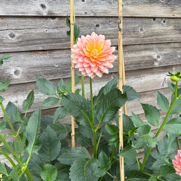 'Sheer Heaven' | Dahlia Tuber | Shipping March - April 2026