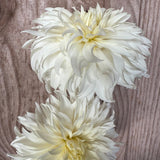 'Wyn's Ghostie' | Rooted Cutting | Shipping March - April 2026