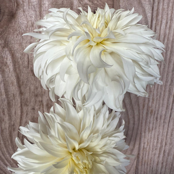 'Wyn's Ghostie' | Rooted Cutting | Shipping March - April 2026
