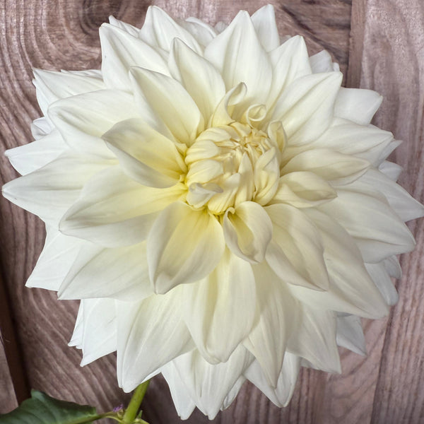 'White Alva's' | Dahlia Tuber | Shipping March - April 2026