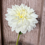 'White Alva's' | Dahlia Tuber | Shipping March - April 2026