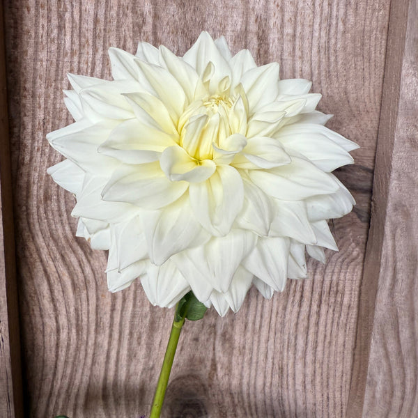 'White Alva's' | Dahlia Tuber | Shipping March - April 2026