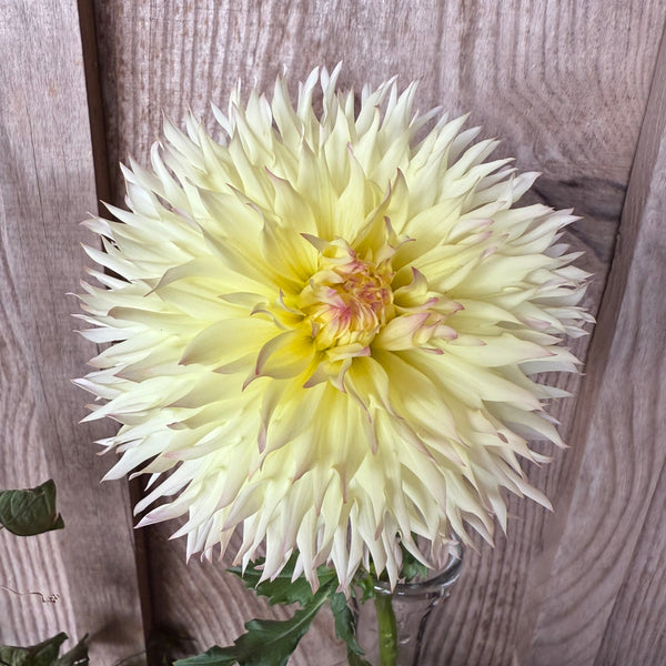 'Citron du Cap' | Rooted Cutting | Shipping March - April 2026