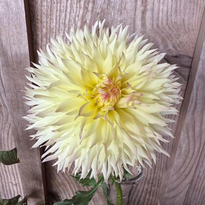 'Citron du Cap' | Dahlia Tuber | Shipping March - April 2026