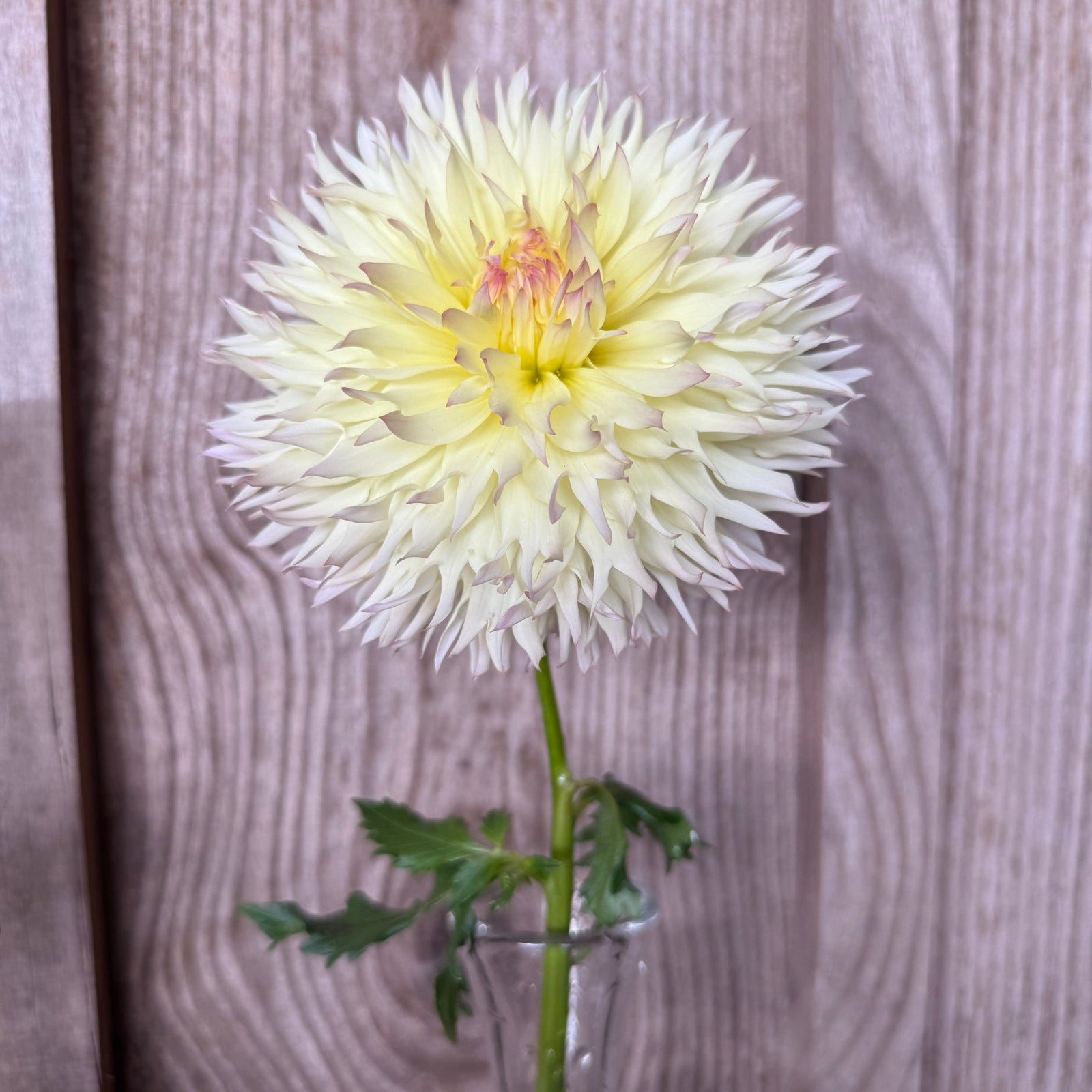 Citron du Cap Dahlia | Yellow & Blush Laciniated | South African