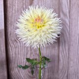 'Citron du Cap' | Dahlia Tuber | Shipping March - April 2026