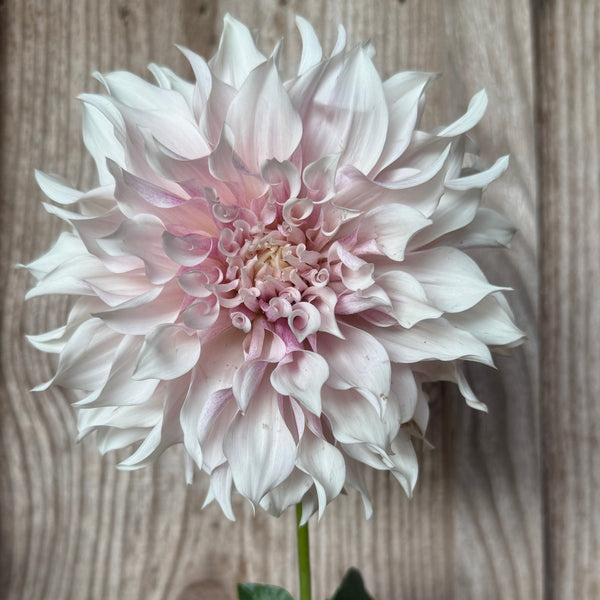 'KA's® Lavender Blush | Rooted Cutting | Shipping March - April 2026