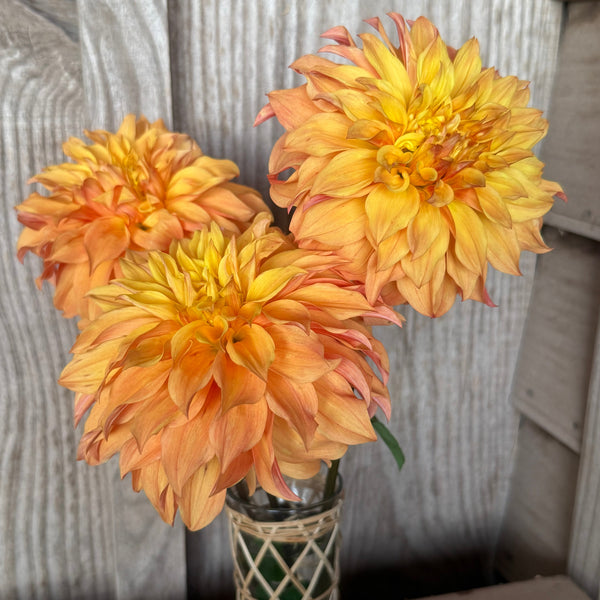 'Hilltop Blondie' | Rooted Cutting | Shipping March - April 2026