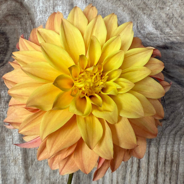 'Hilltop Blondie' | Rooted Cutting | Shipping March - April 2026