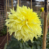 'Louis White' | Rooted Cutting | Shipping March - April 2026 - Stone Hollow Farmstead