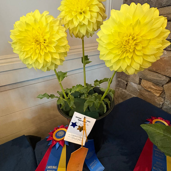 'JS Jerry' | Dahlia Tuber | Shipping March - April 2026